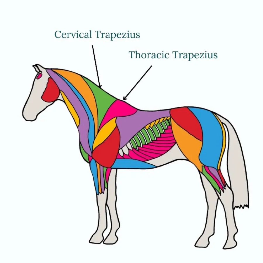 grayscale photography of woman riding on horse