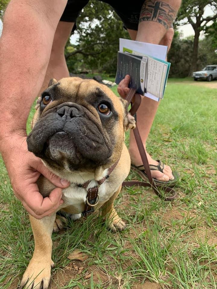 Vet gently examining a happy dog in a bright clinic