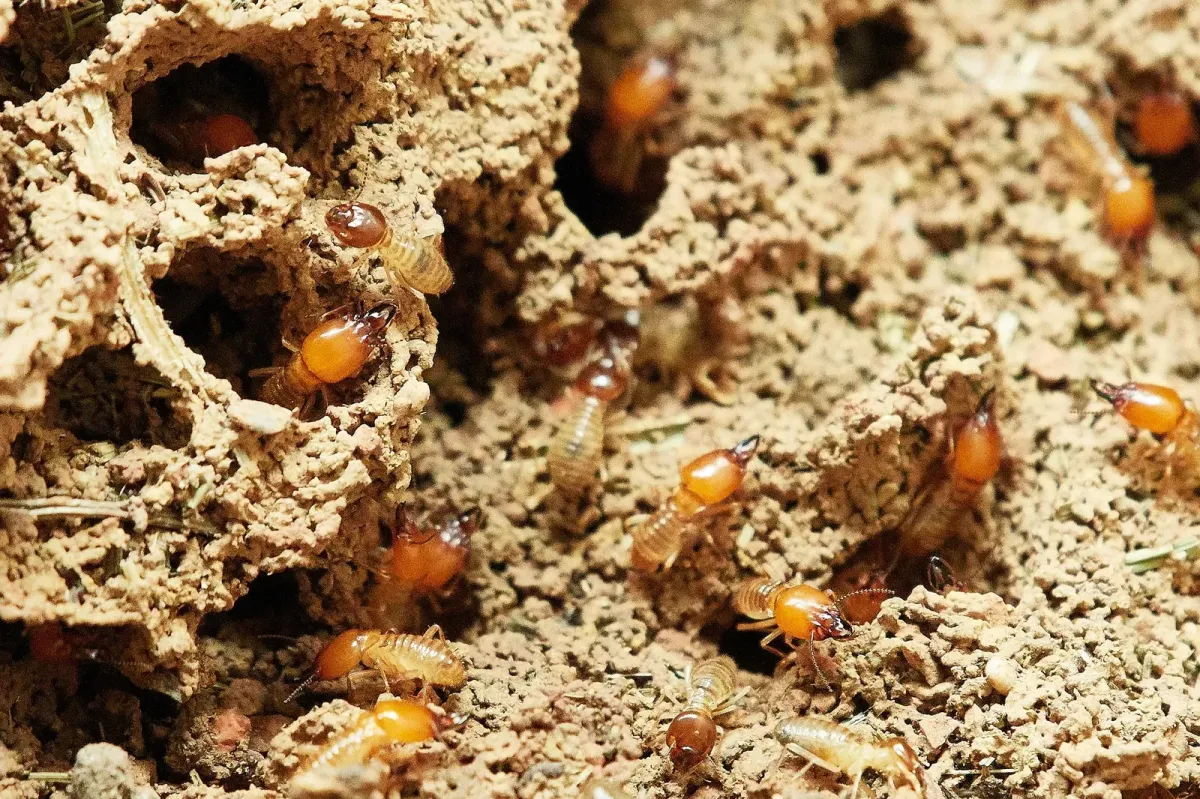 Termite Treatments for New Construction