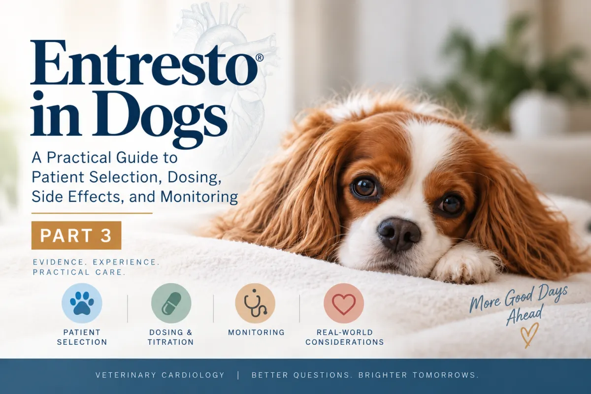 Entresto for dogs with MMVD: practical veterinary guide to sacubitril/valsartan dosing and monitoring.