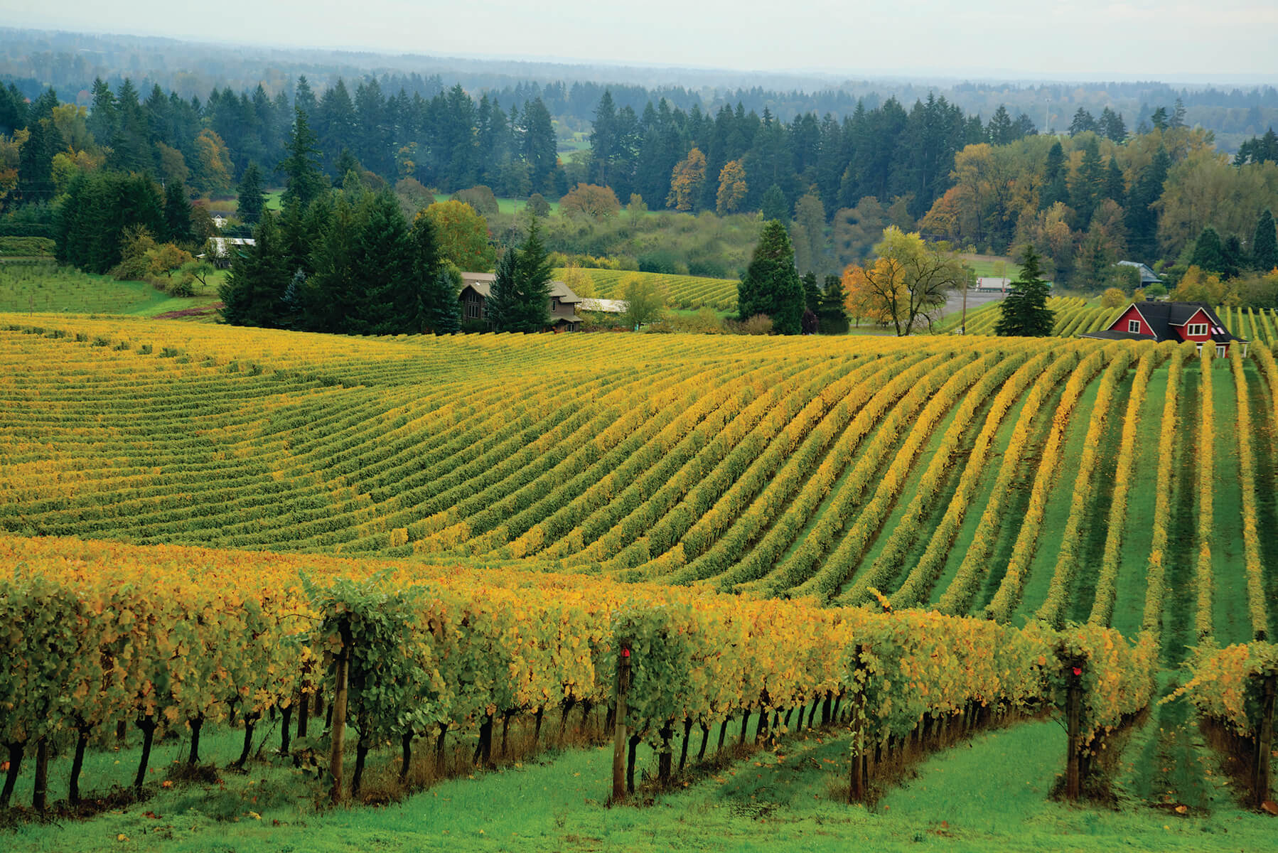 Willamette Valley Vineyard