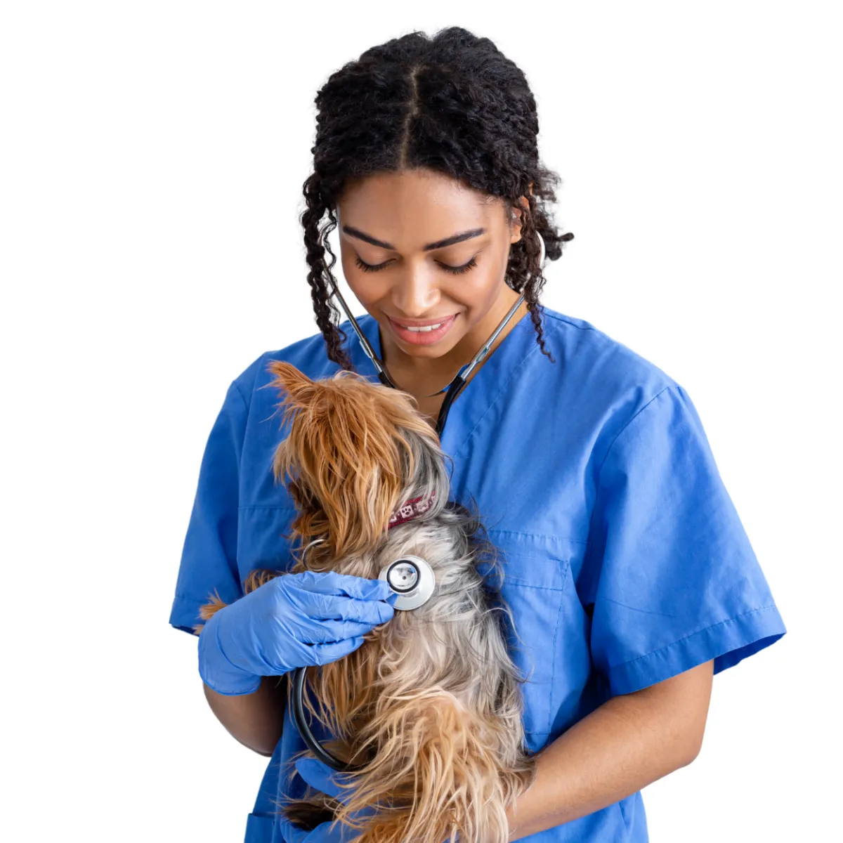Custom compounded digestive medications for pets at St. Cloud Pharmacy, enhancing gut health and wellness.