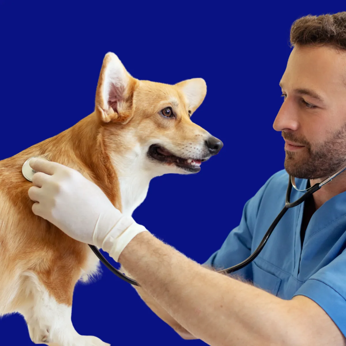 Custom compounded digestive medications for pets at St. Cloud Pharmacy, enhancing gut health and wellness.