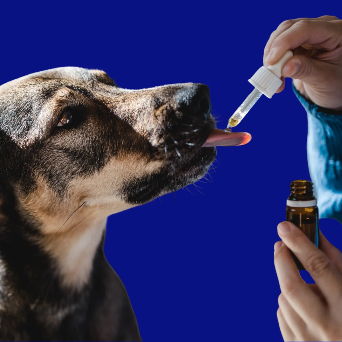 Custom compounded digestive medications for pets at St. Cloud Pharmacy, enhancing gut health and wellness.