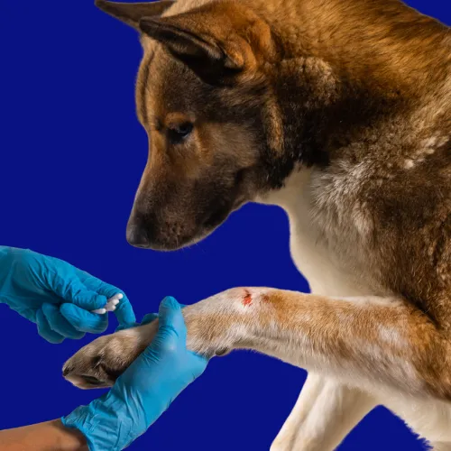 Custom compounded digestive medications for pets at St. Cloud Pharmacy, enhancing gut health and wellness.