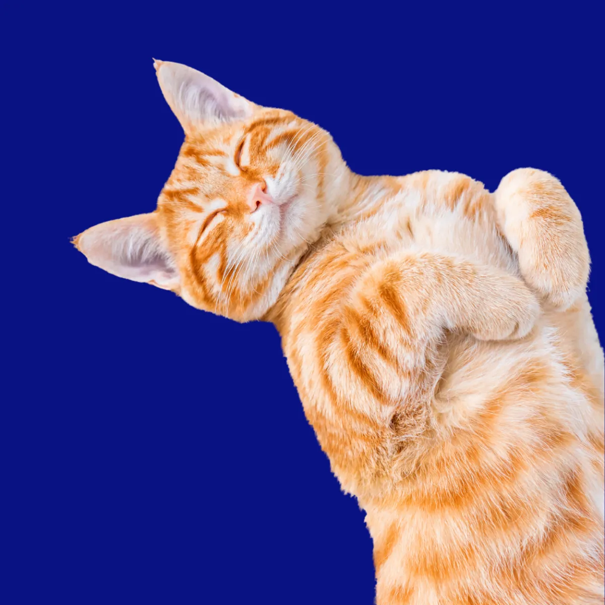 Custom compounded digestive medications for pets at St. Cloud Pharmacy, enhancing gut health and wellness.