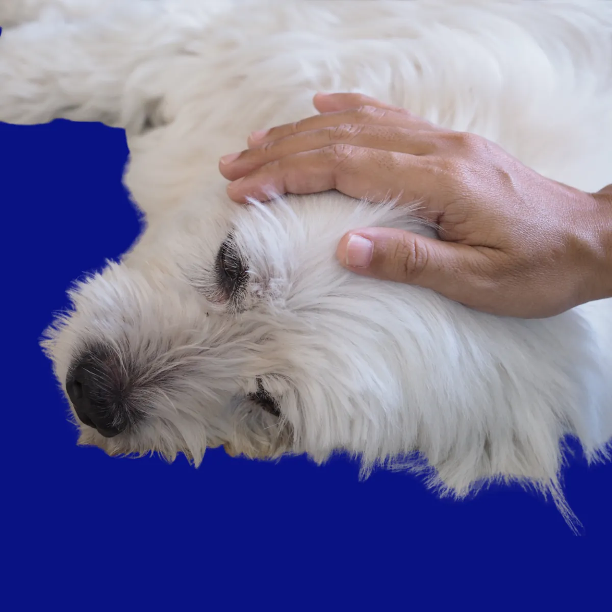 Custom compounded digestive medications for pets at St. Cloud Pharmacy, enhancing gut health and wellness.
