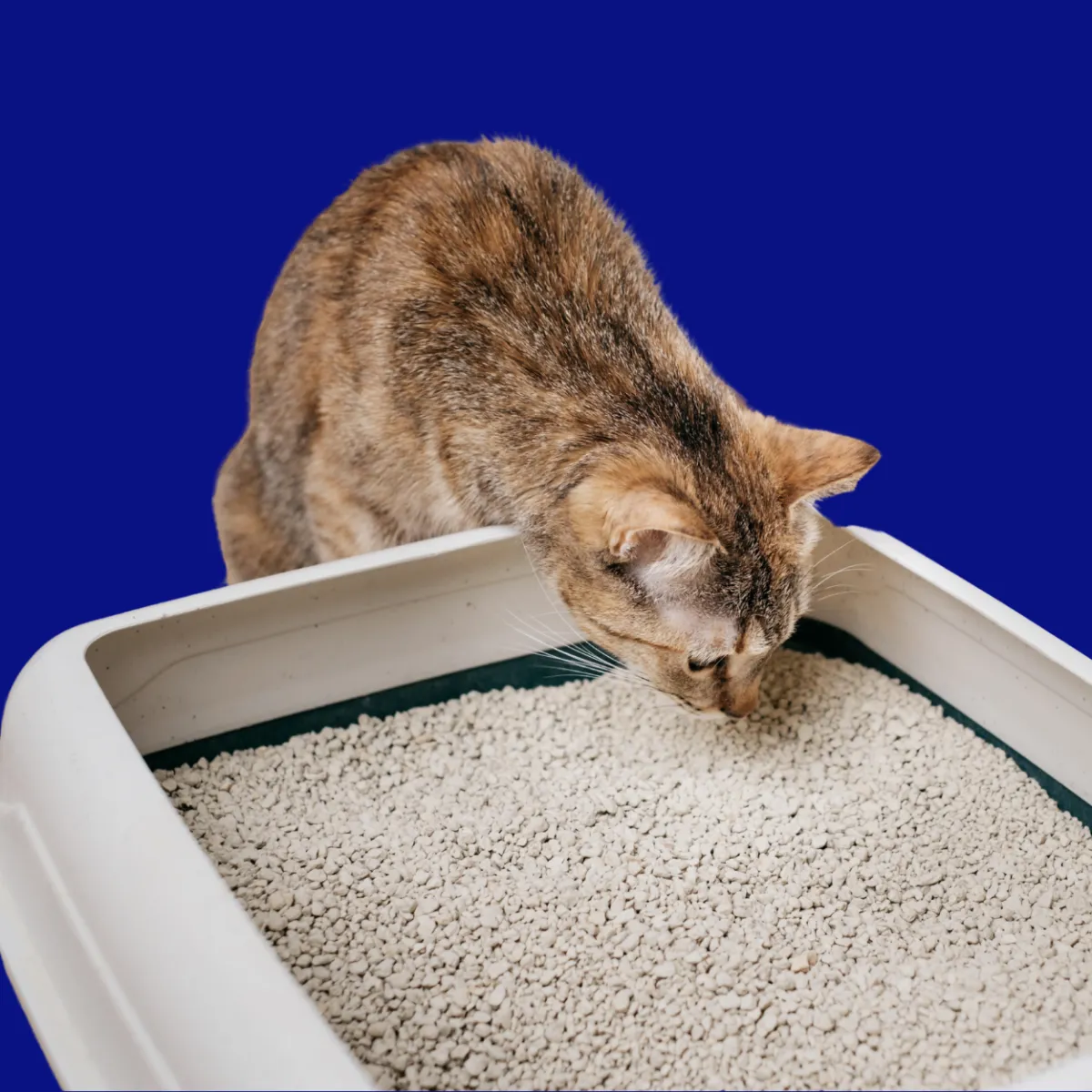 Custom compounded digestive medications for pets at St. Cloud Pharmacy, enhancing gut health and wellness.