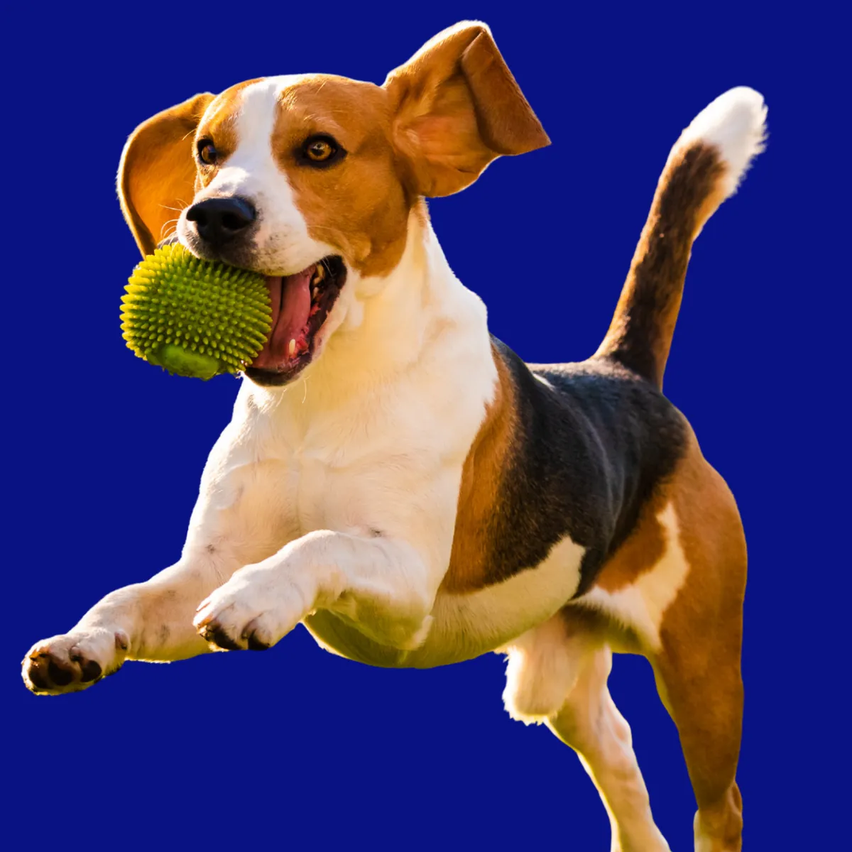 Custom compounded digestive medications for pets at St. Cloud Pharmacy, enhancing gut health and wellness.
