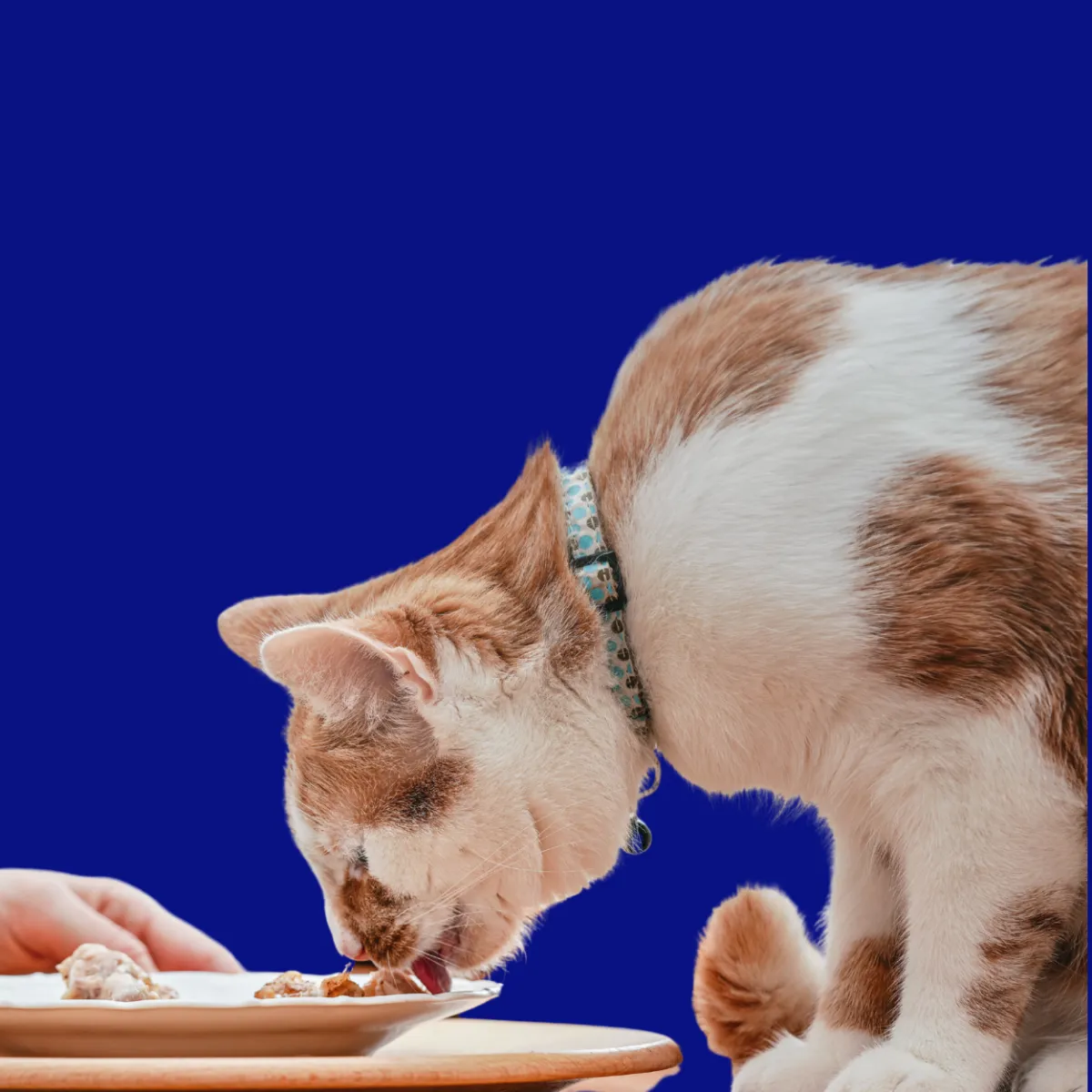 Custom compounded digestive medications for pets at St. Cloud Pharmacy, enhancing gut health and wellness.