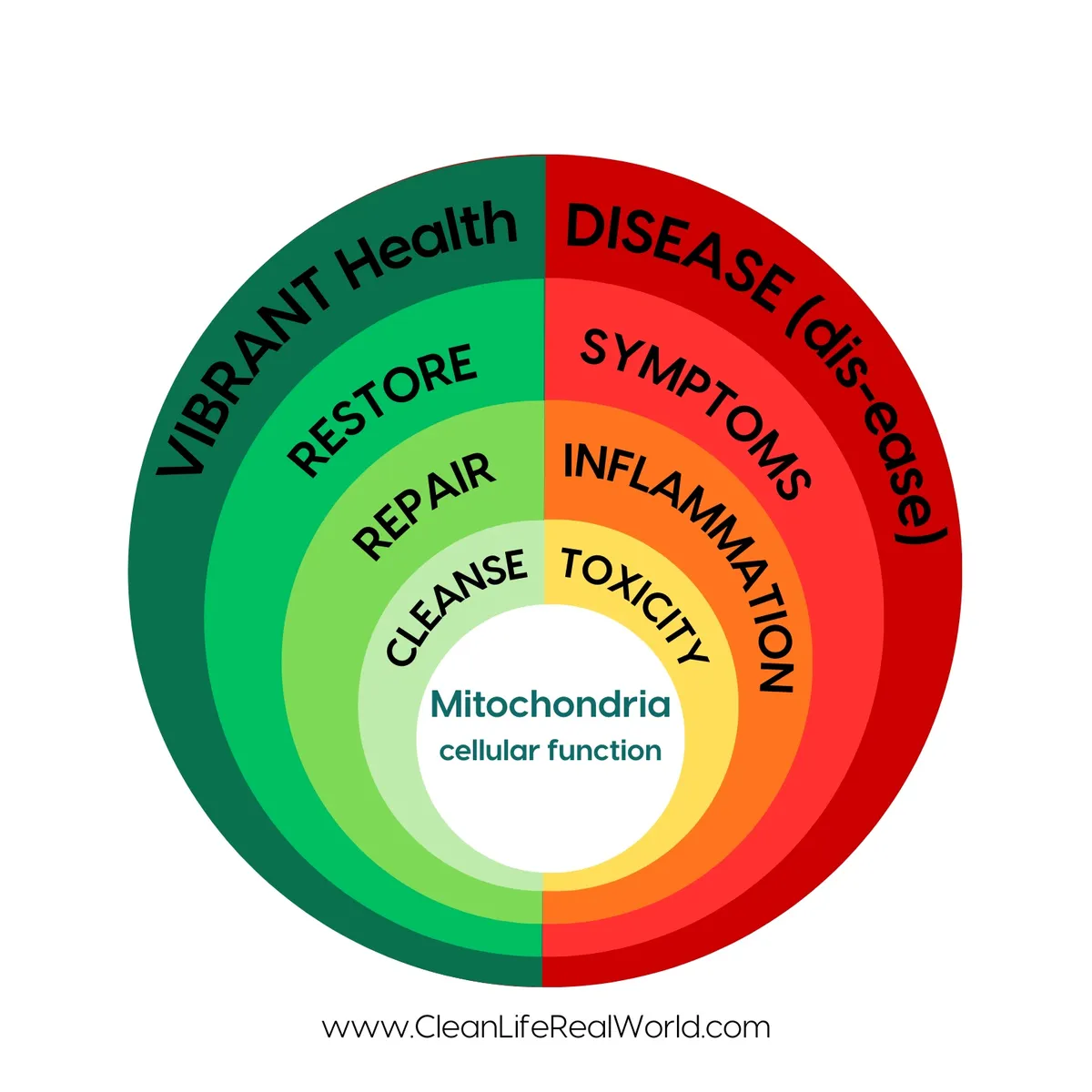 The Body's Wisdom Wheel: Understanding Your Healing Journey