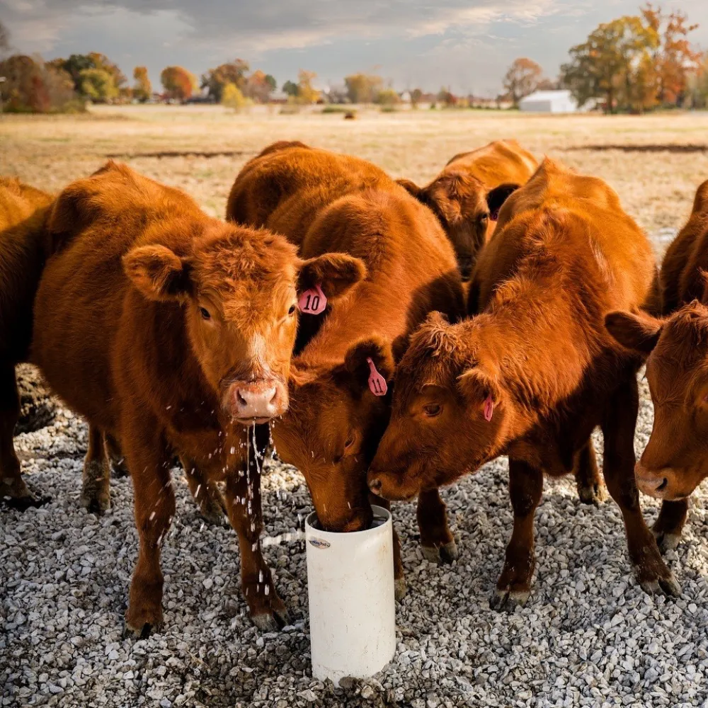 Home Inspection Repair Services