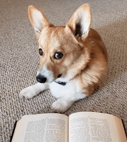Tan and white corgi lying on a tan carpet with an open book.