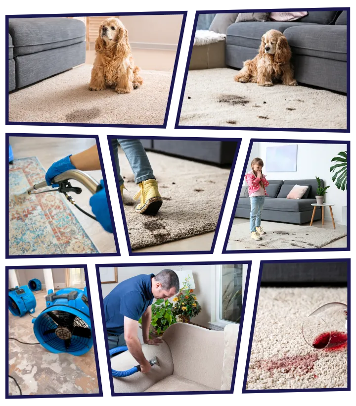 carpet, rug, upholstery cleaning and pet odor removing