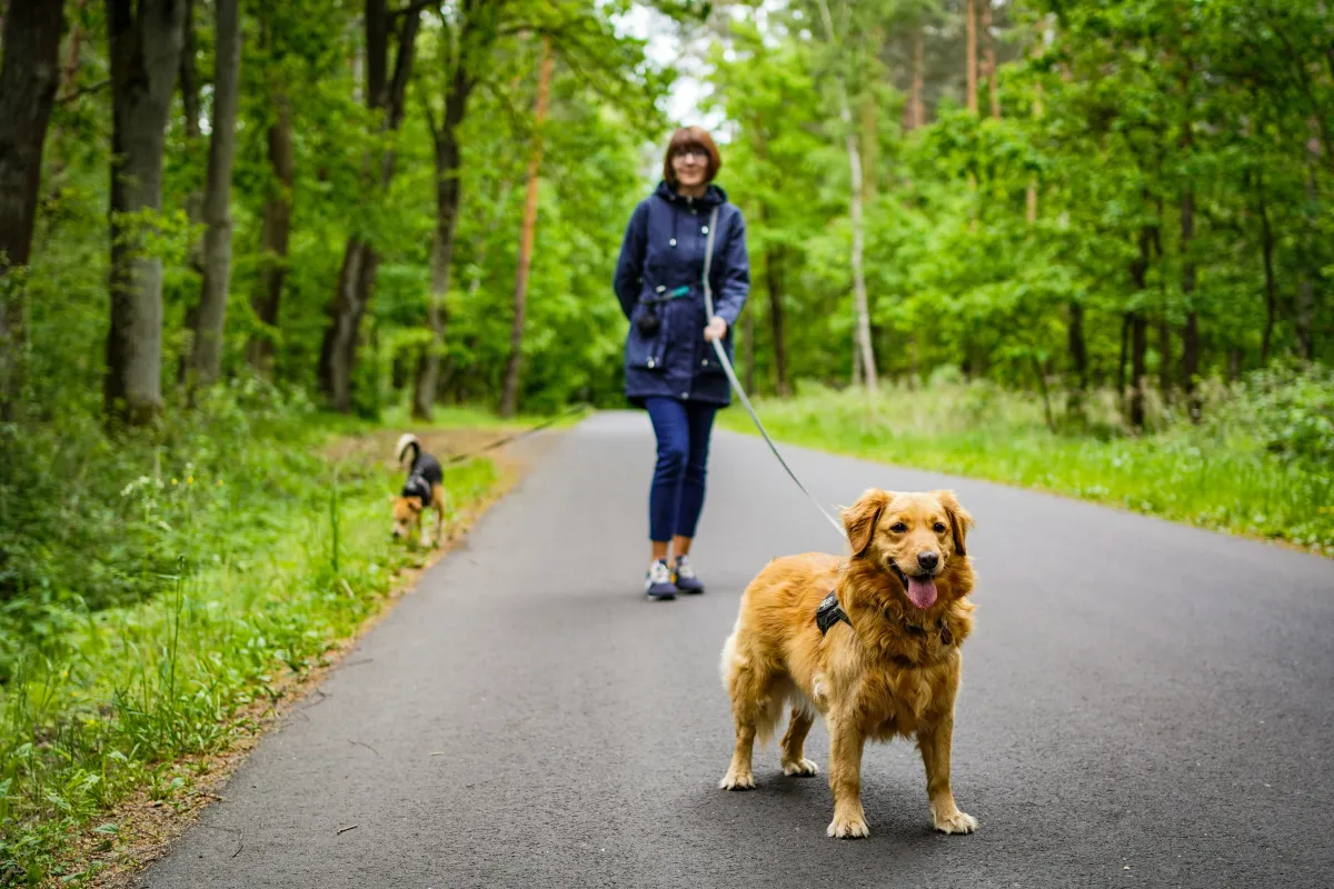Dog trainer assessing a reactive dog in a safe, supportive environment.
