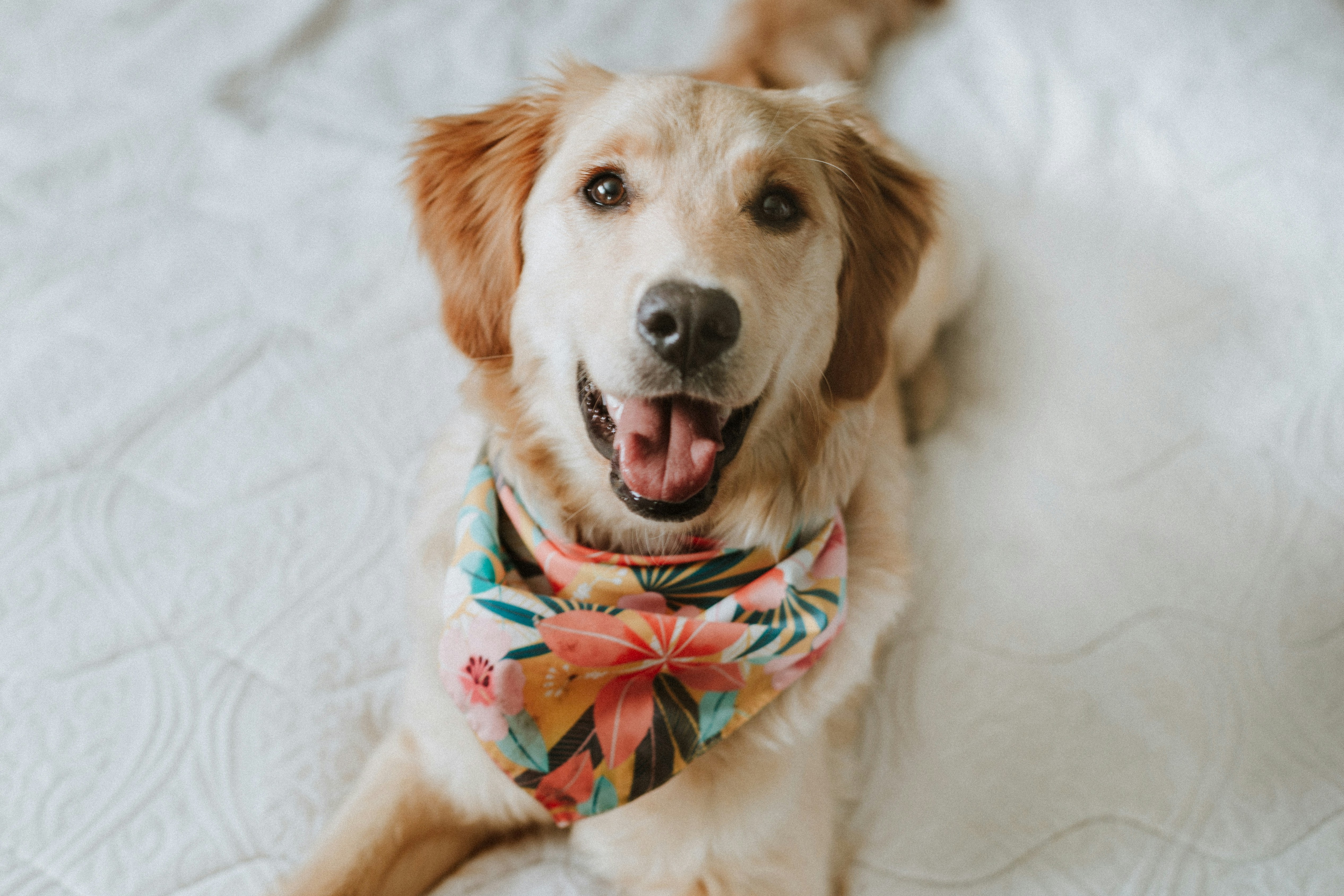 happy dog with owner
