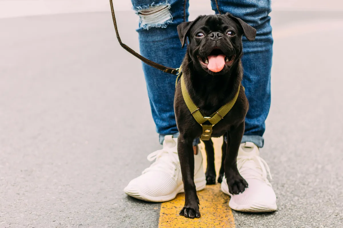 Dog trainer assessing a reactive dog in a safe, supportive environment.