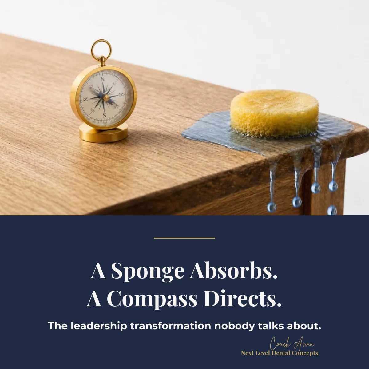 How A Sponge Becomes a Compass