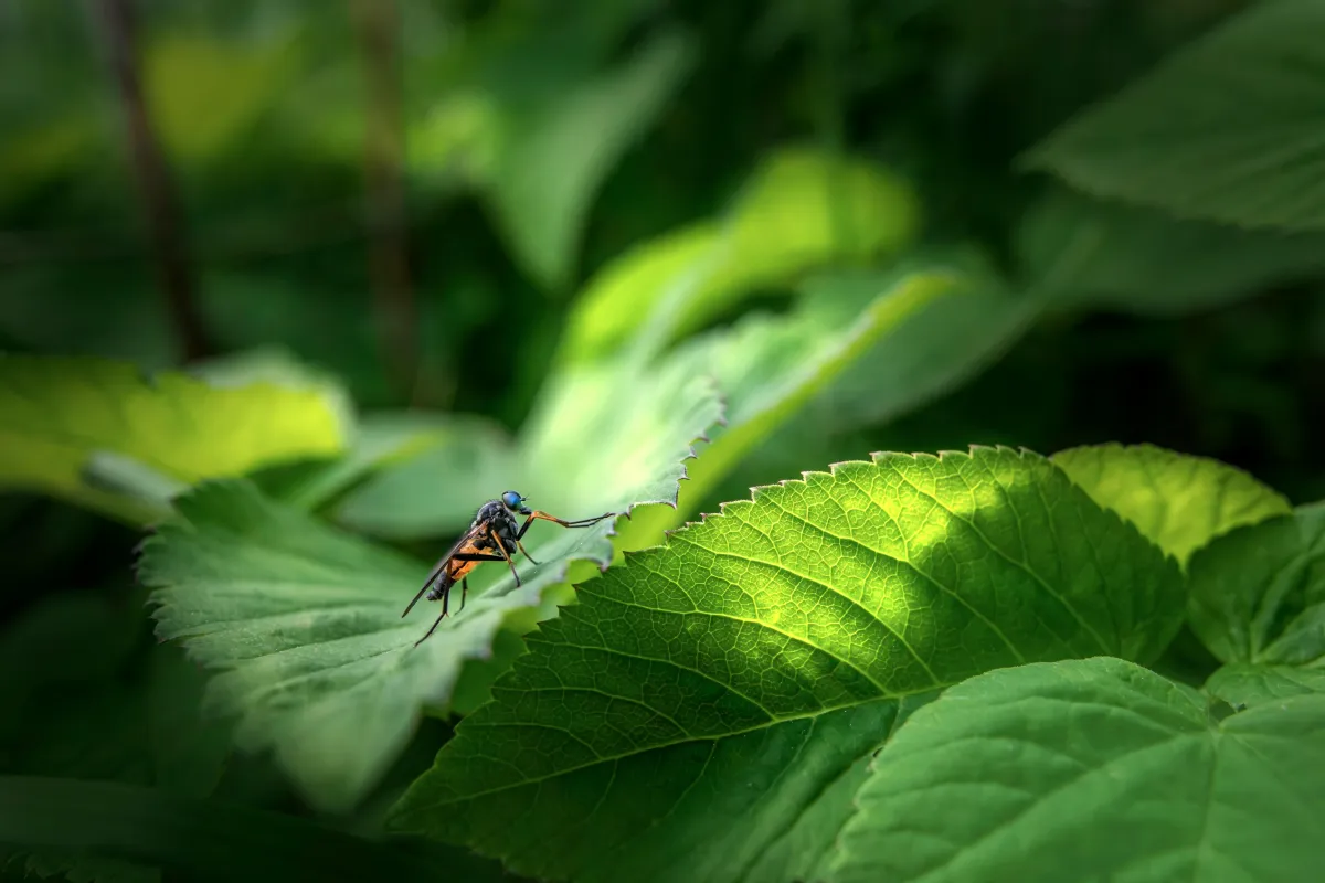 A fly sitting on top of a green leafy plant
