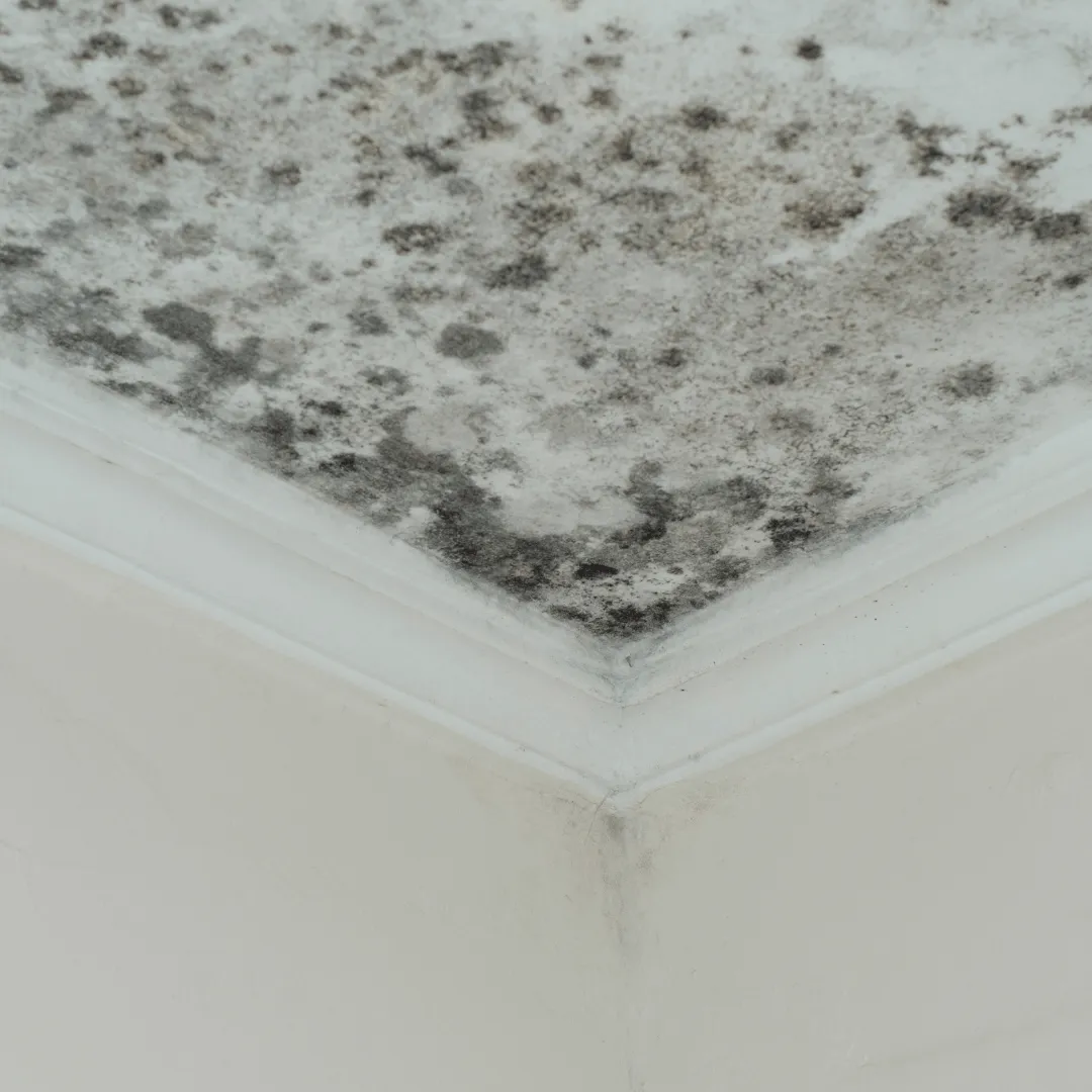 water mitigation Colorado Springs, mold mitigation Colorado Springs, water damage cleanup Colorado Springs, emergency water damage Colorado Springs, mold damage cleanup Colorado Springs, water removal Colorado Springs, moisture damage repair Colorado Springs