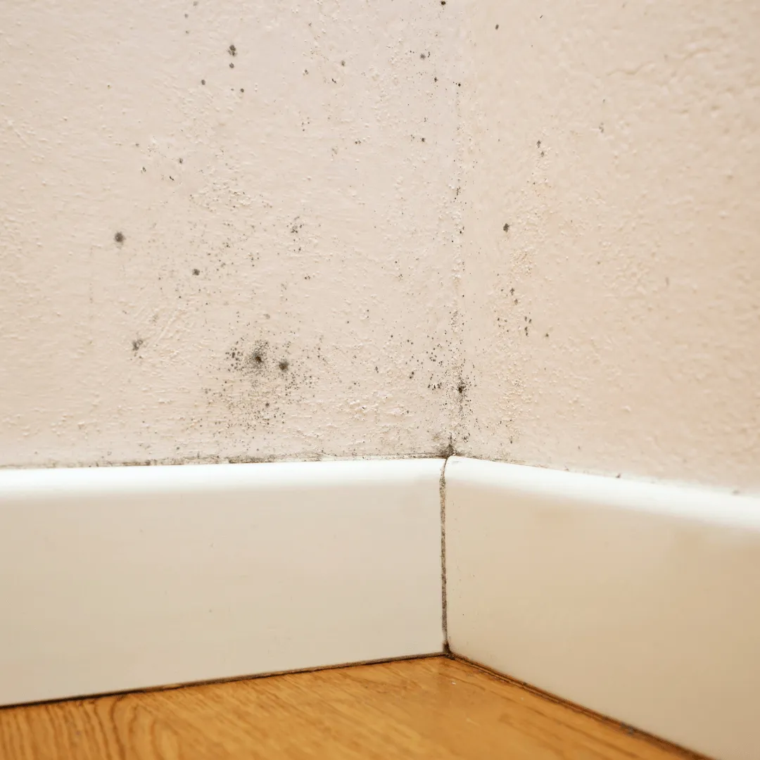 water mitigation Colorado Springs, mold mitigation Colorado Springs, water damage cleanup Colorado Springs, emergency water damage Colorado Springs, mold damage cleanup Colorado Springs, water removal Colorado Springs, moisture damage repair Colorado Springs