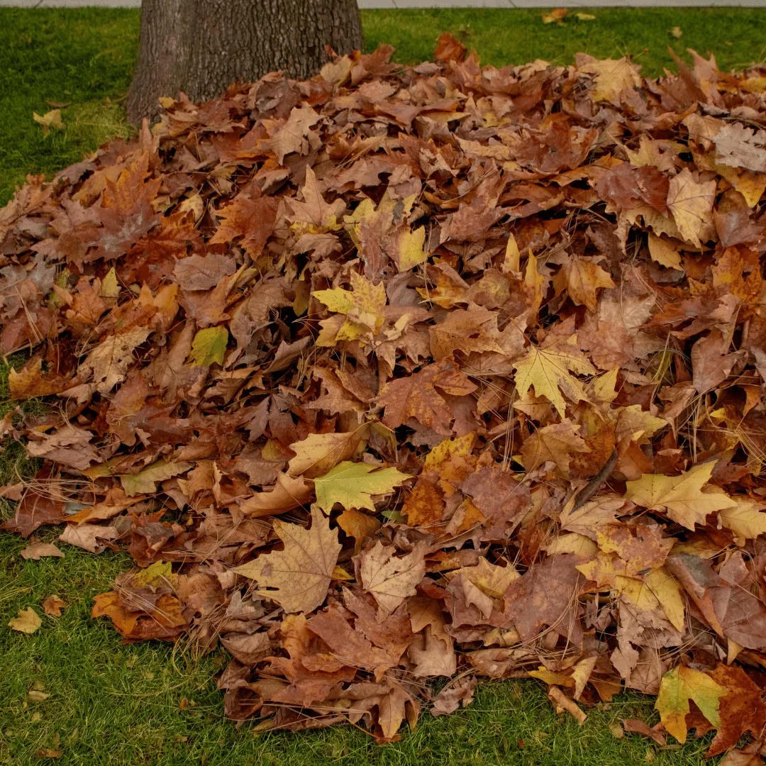 landscaping Colorado Springs, lawn care Colorado Springs, yard cleanup Colorado Springs, landscaping services Colorado Springs, lawn service Fountain CO, landscaping Monument CO, yard maintenance Woodland Park CO