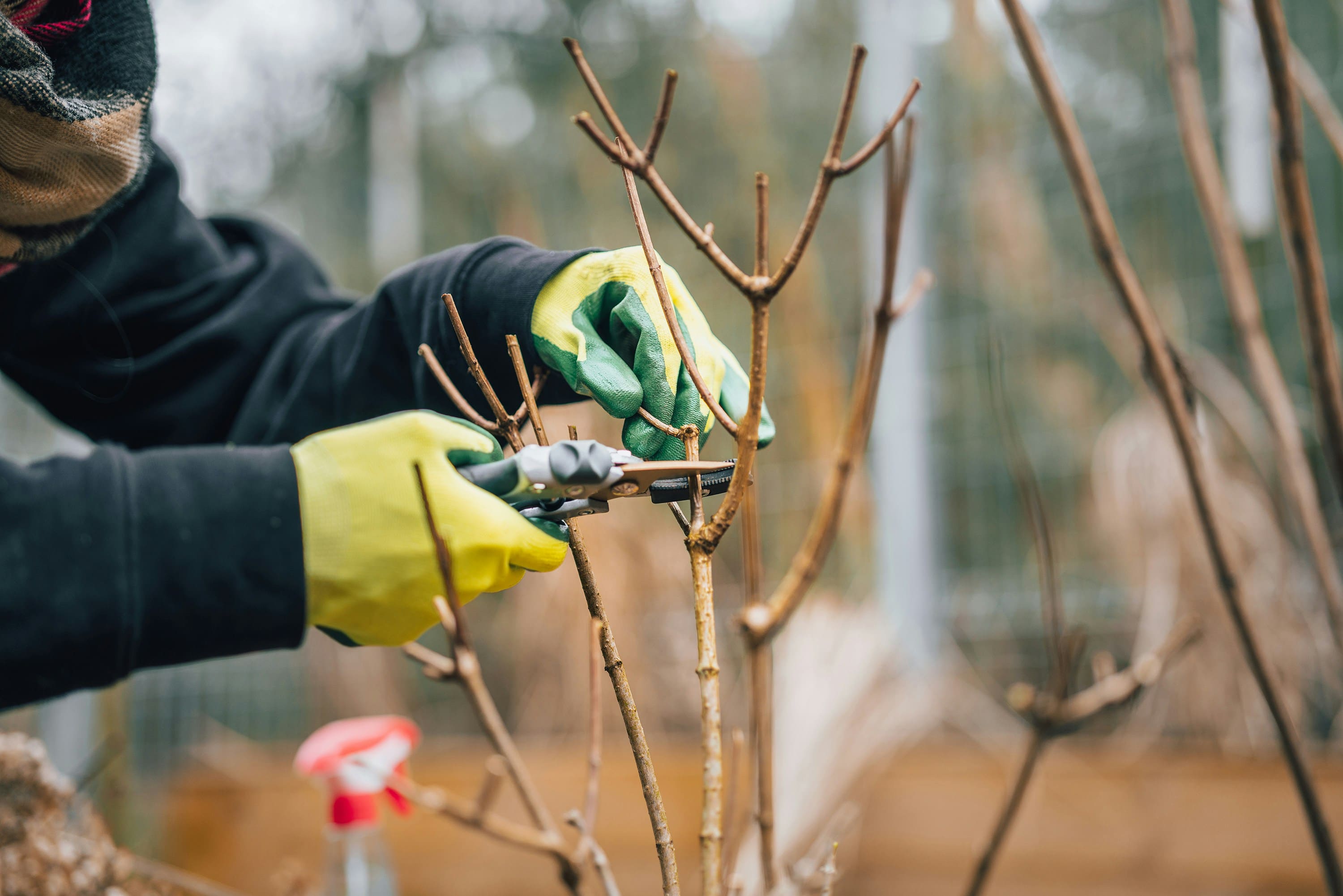 professional garden cleanup service victoria
