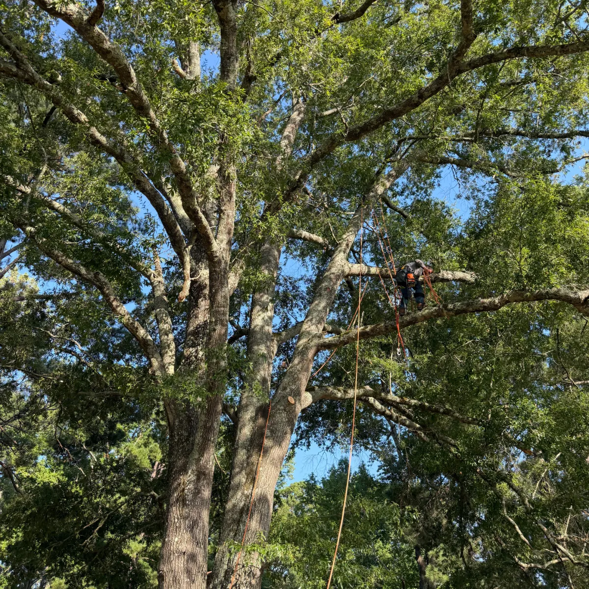 Landscape Contractor in Ventura County