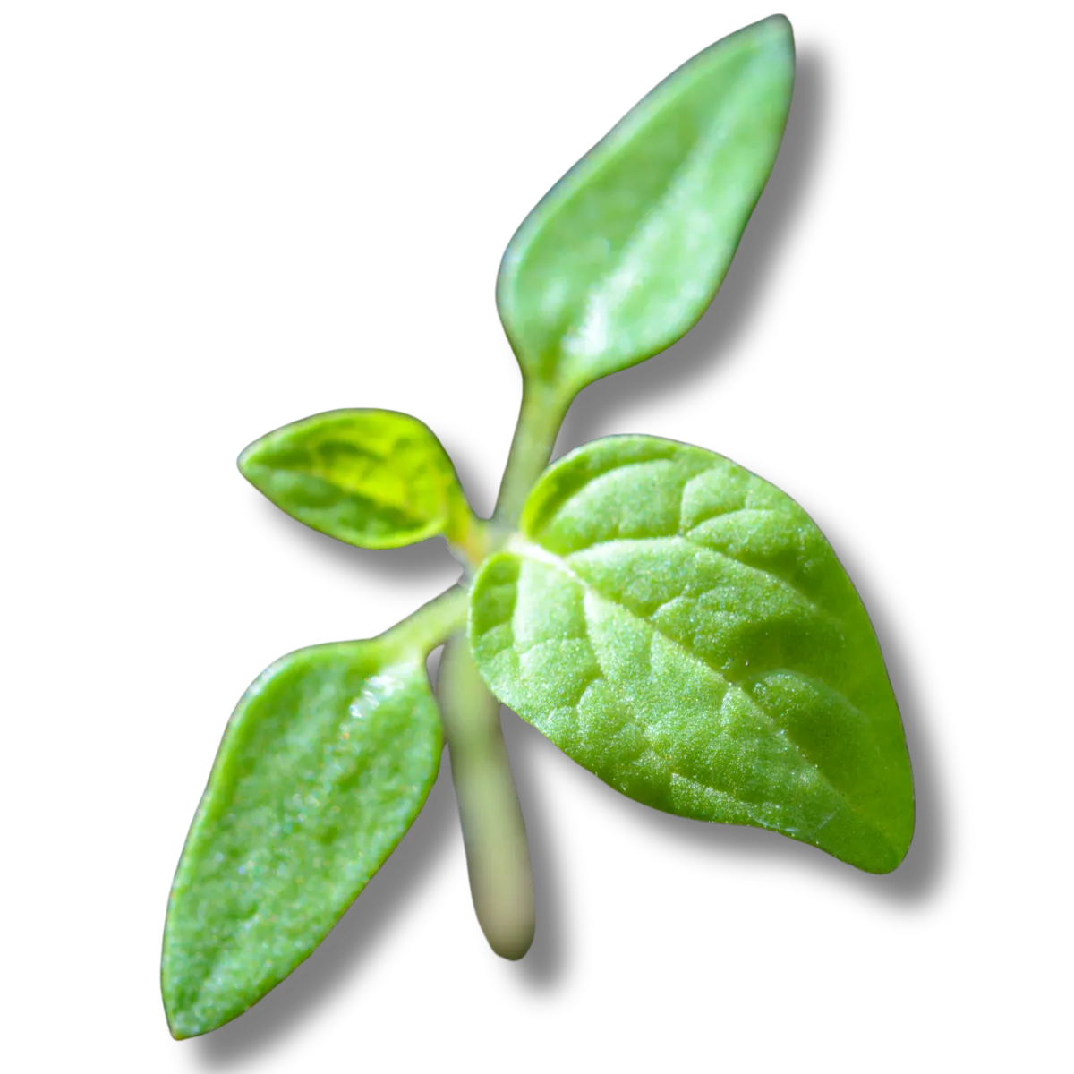 Fresh green leaves, symbolizing healing and emotional restoration through nature