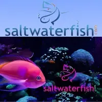 Logo for saltwaterfish.com - Marine Fish & Corals