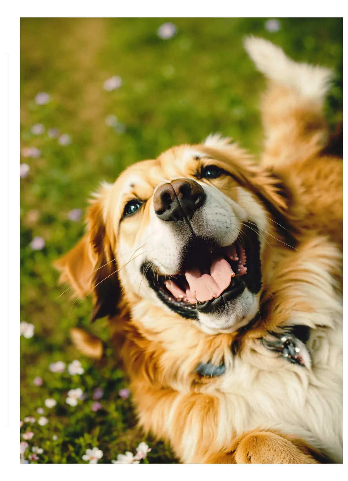 Um cão amigável a aproveitar um momento relaxante, destacando o ambiente pet friendly do Solar dos Frades, onde os animais de estimação são bem-vindos.