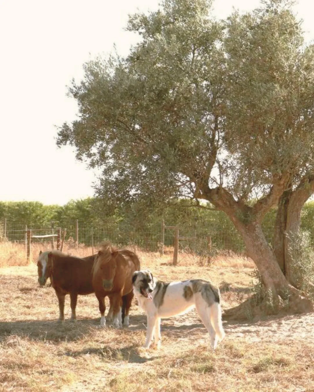 Vista encantadora dos cavalos no Monte da Figueira Brava, com pastagens vastas e tranquilas, criando uma atmosfera de serenidade e contato com a natureza.
