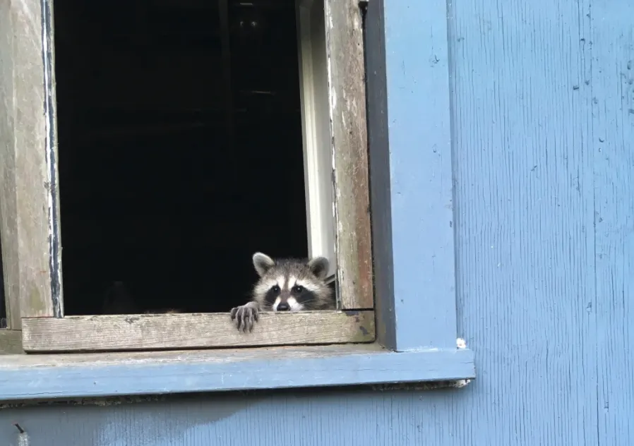 Silent Voices Raccoon & Wildlife Rehabilitation