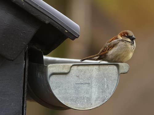  General Home Repairs