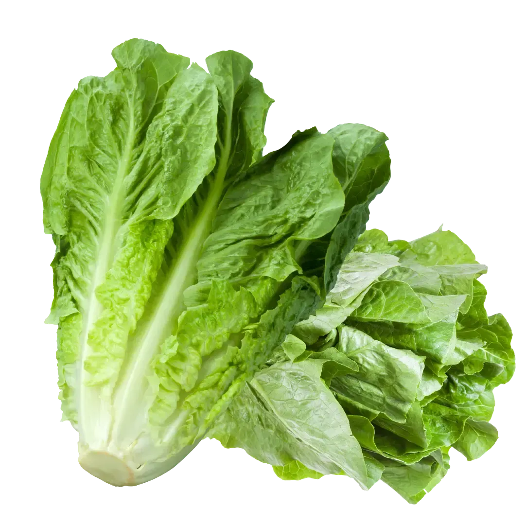 Fresh Romaine Lettuce