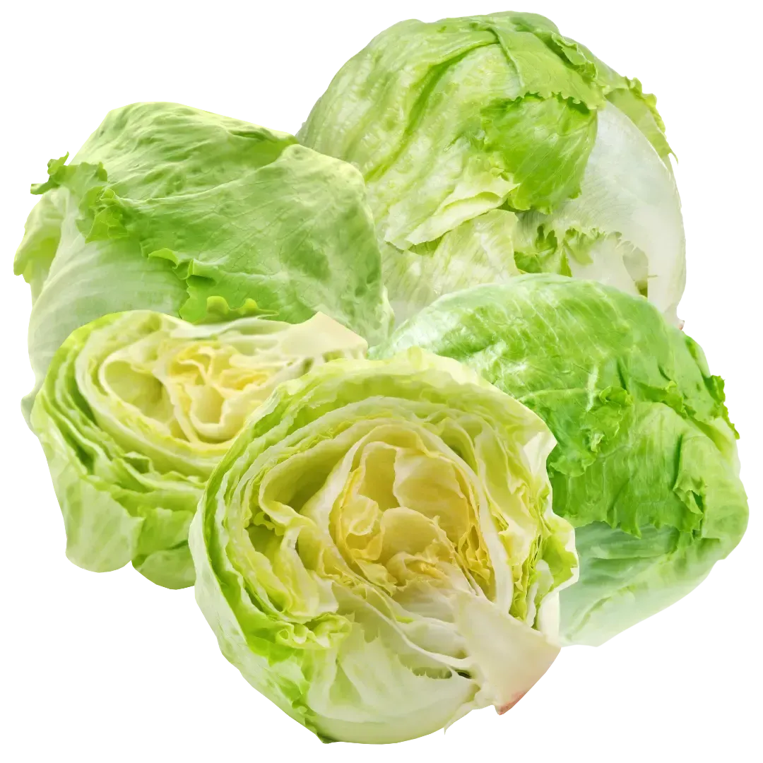 Fresh Lettuce