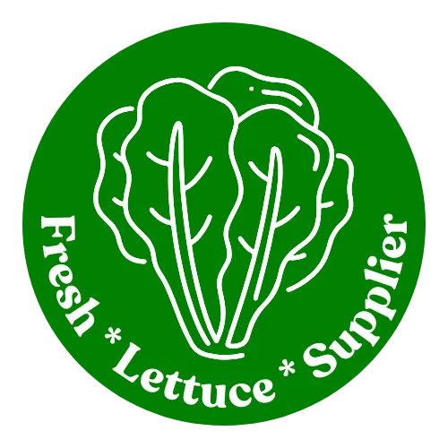 Fresh Lettuce Supplier