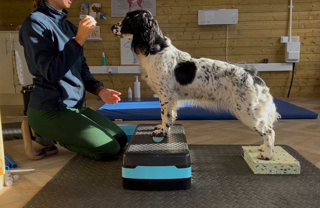 Canine Veterinary Physiotherapy