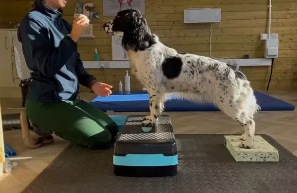 Helston Canine Veterinary Physiotherapy