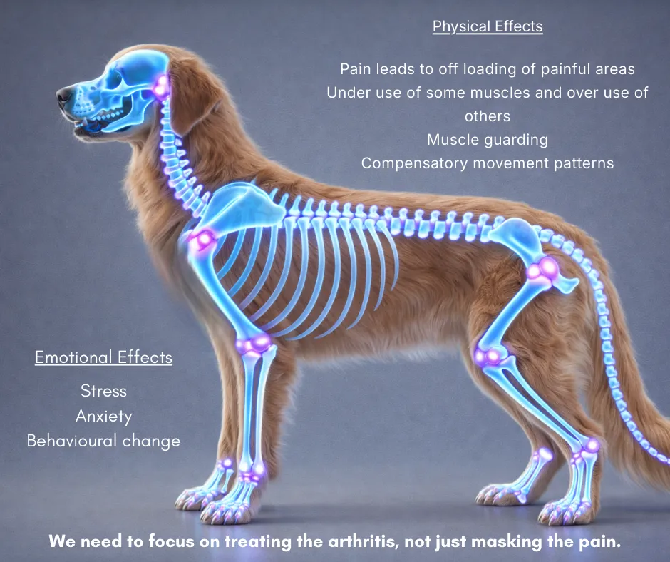 Newlyn Canine Veterinary Physiotherapy