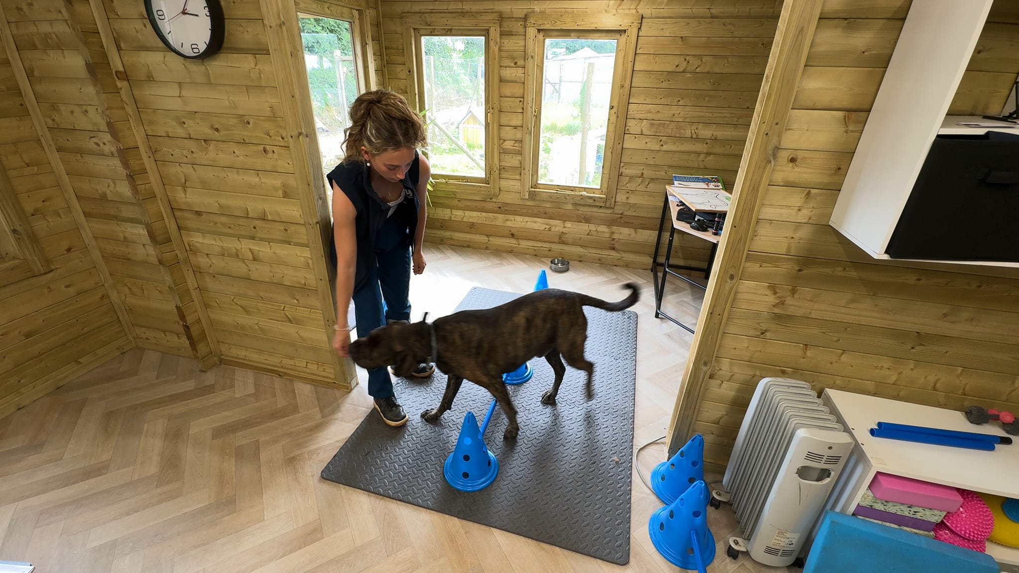 Penzance Canine Arthritis Treatment & Mobility Support