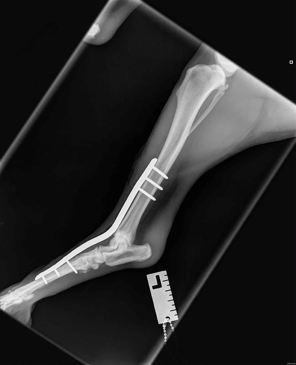 Helston Canine Veterinary Physiotherapy