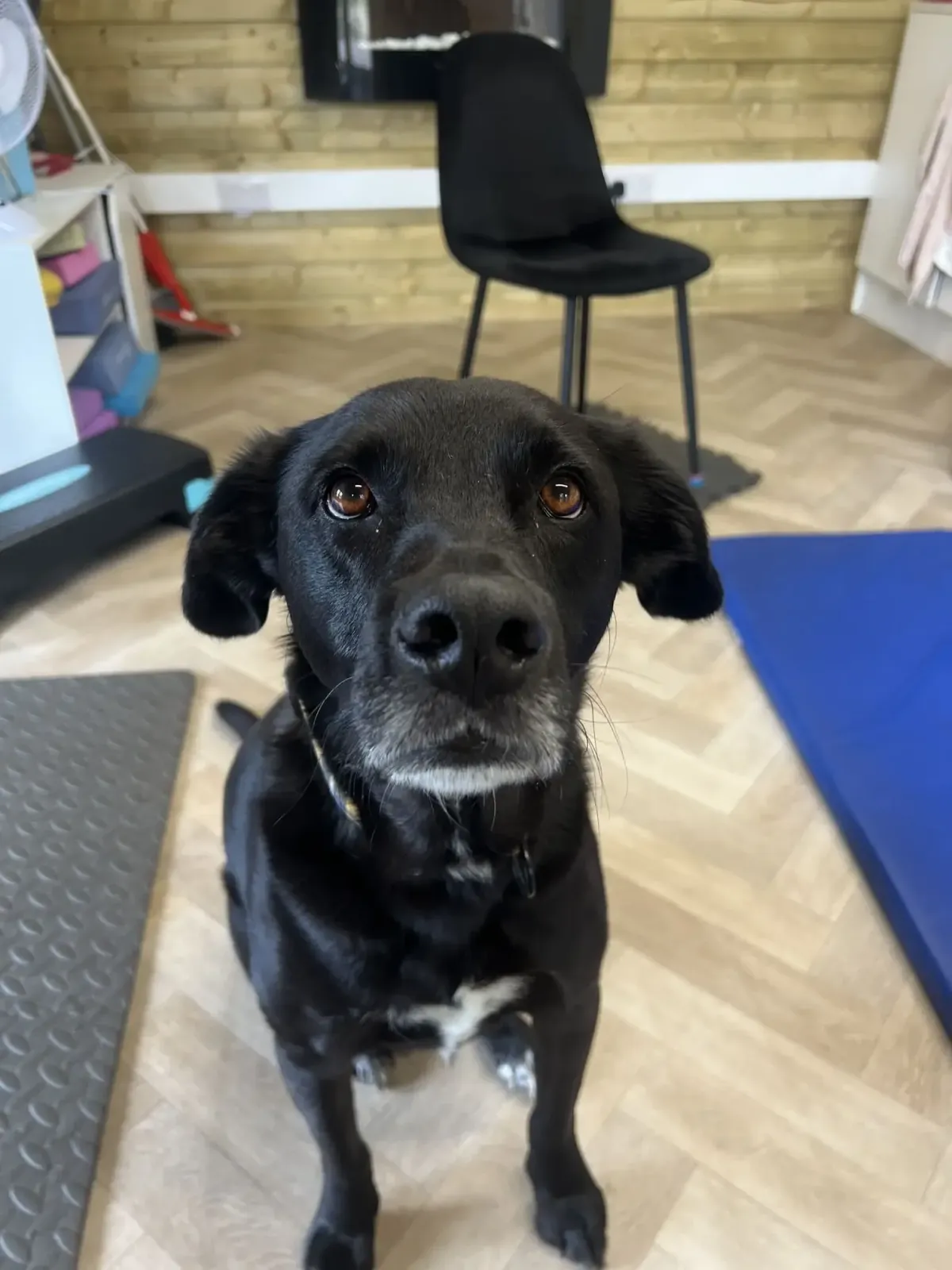 Penzance Canine Veterinary Physiotherapy