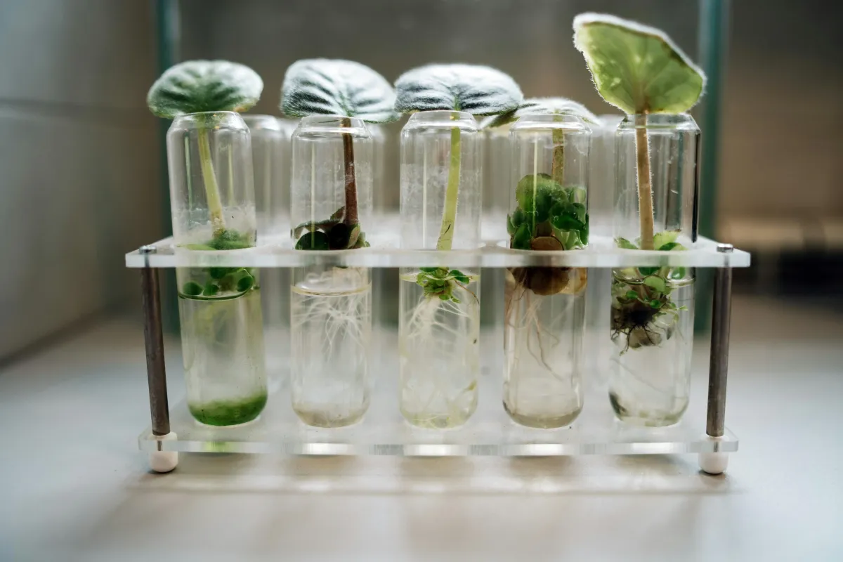 Image of experimenting growth Photo by Mikhail Nilov: https://www.pexels.com/photo/micropropagation-of-plants-8851075/