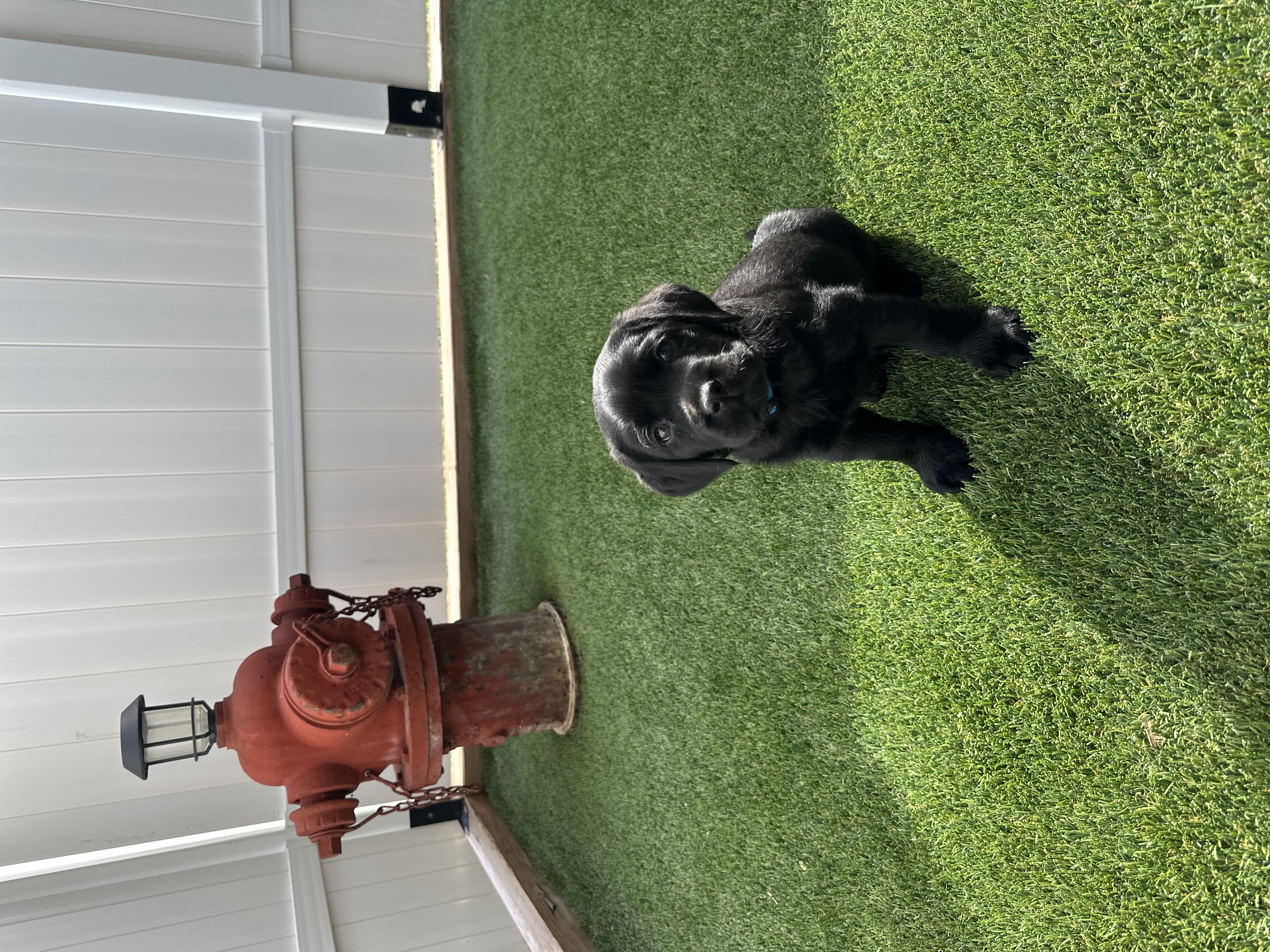 Puppy training class at Clever Canine Dog Training in Waterford Michigan