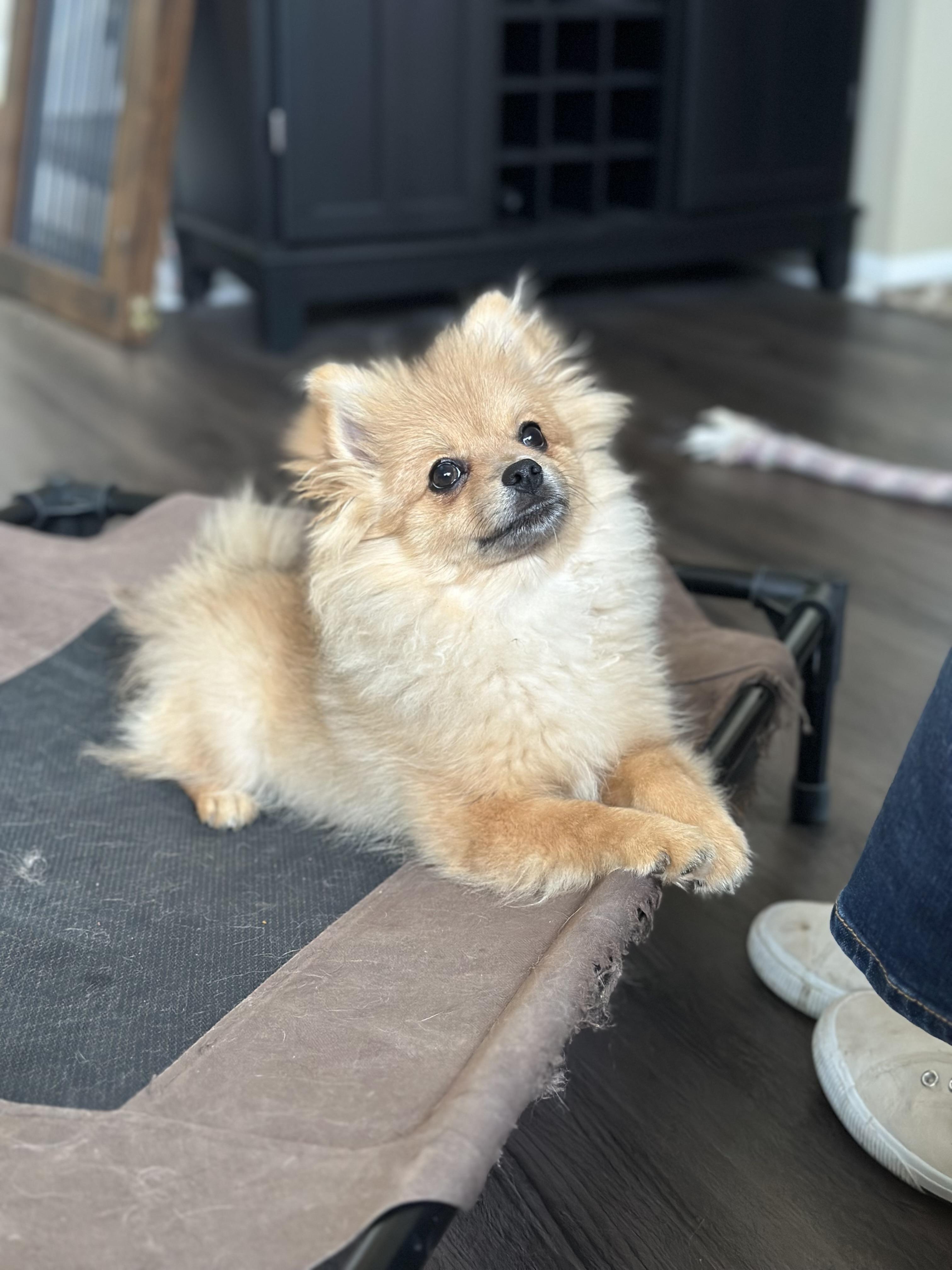 Puppy socialization training at Clever Canine Dog Training in Waterford Michigan