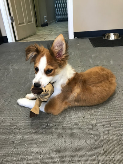 Certified trainer working with puppy at Clever Canine Dog Training in Waterford Michigan