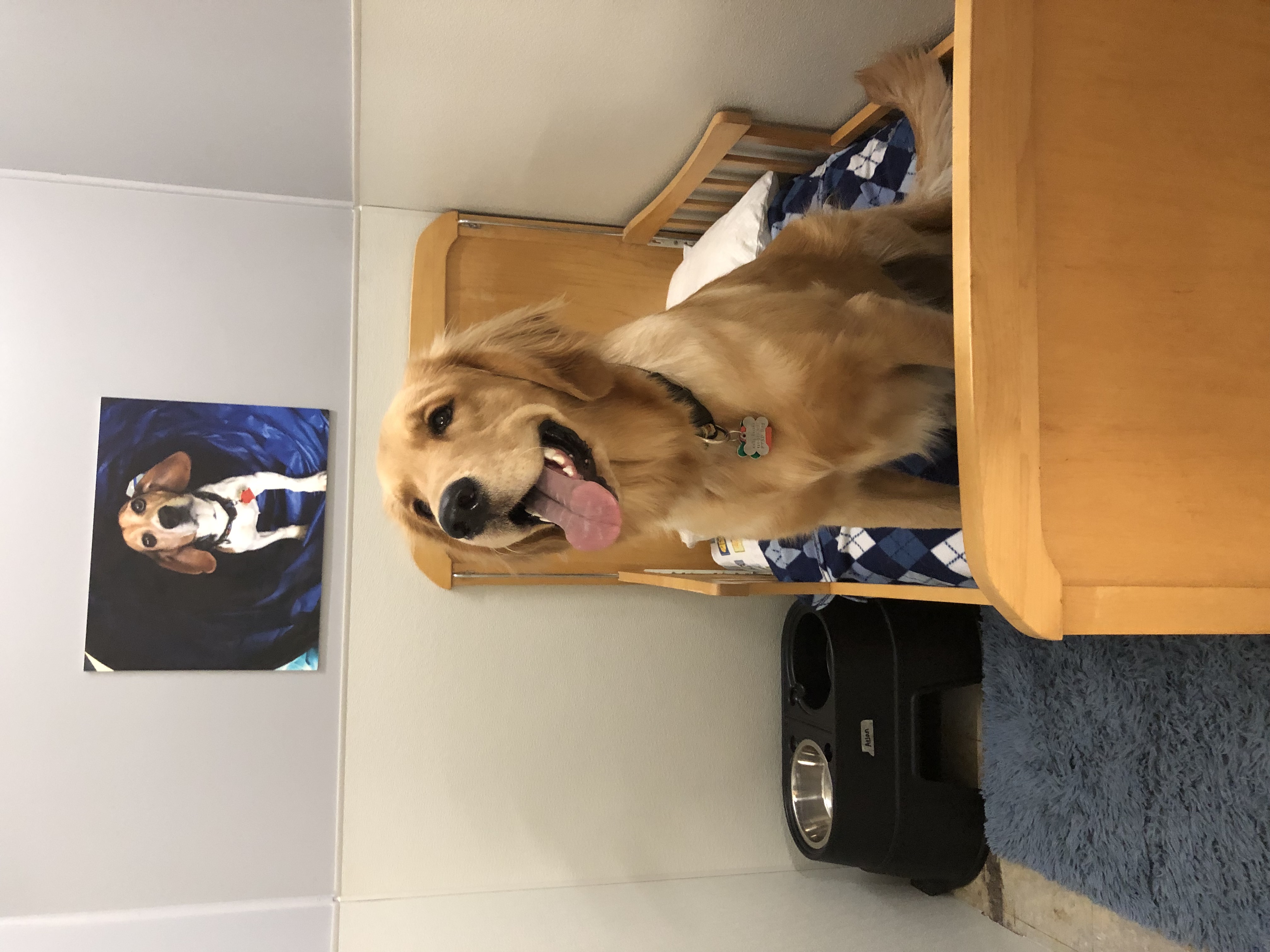 Happy dog enjoying boarding at Clever Canine Dog Training in Waterford Michigan