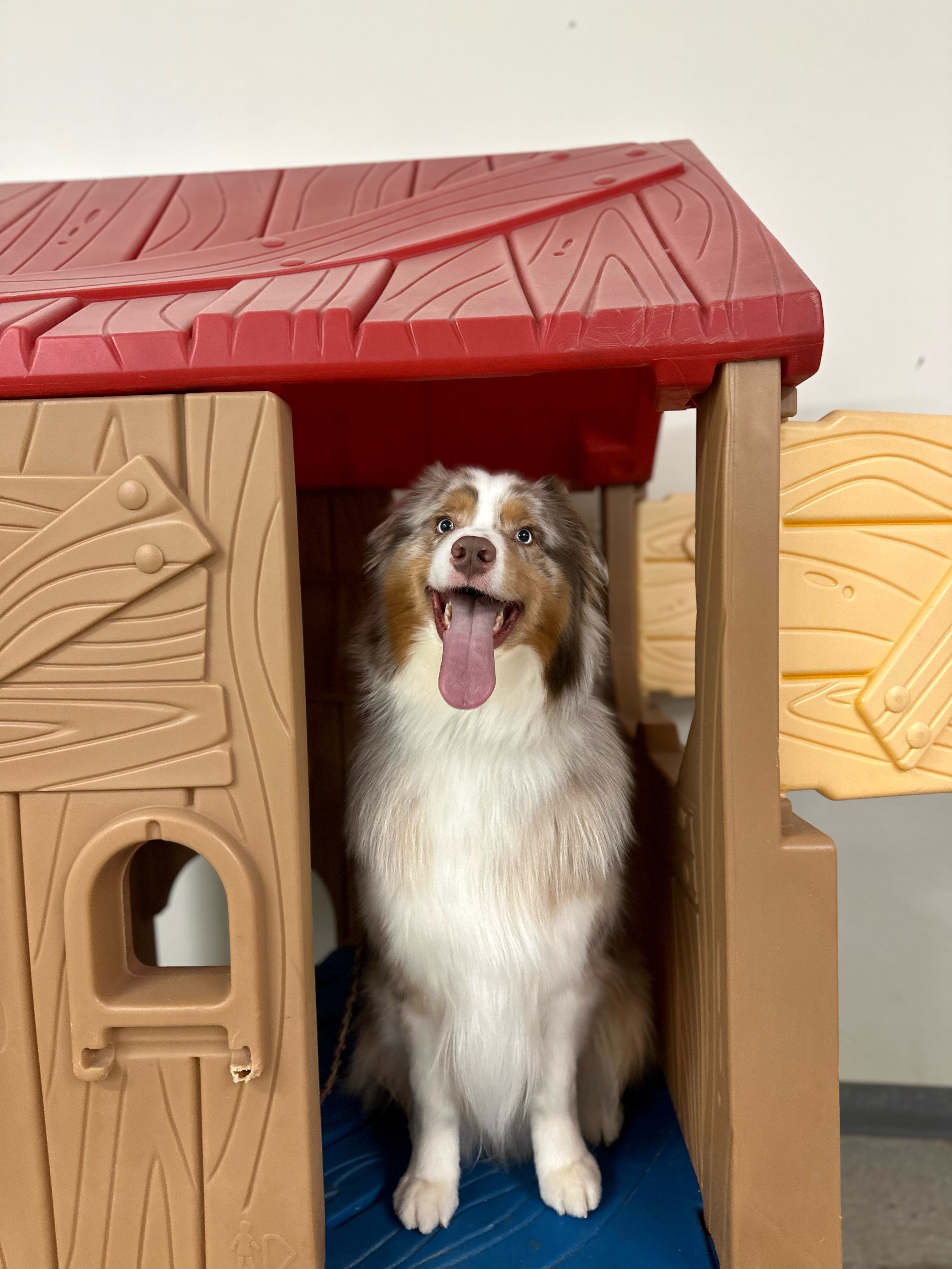 Dogs enjoying Day Academy at Clever Canine Dog Training in Waterford Michigan