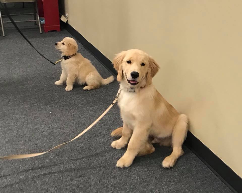 AKC STAR Puppy class at Clever Canine Dog Training in Waterford Michigan